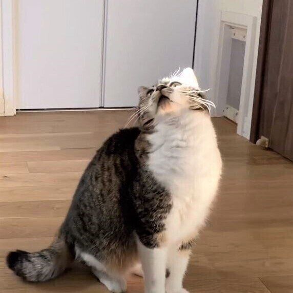 ホコリを見上げる猫