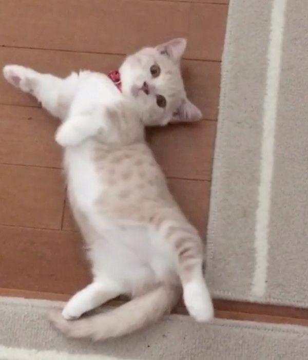 変身ポーズをする猫