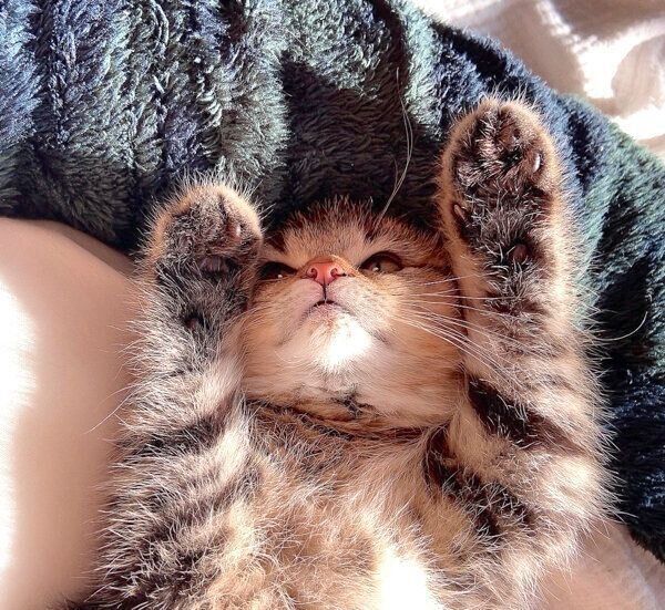 バンザイするどんぐりくん