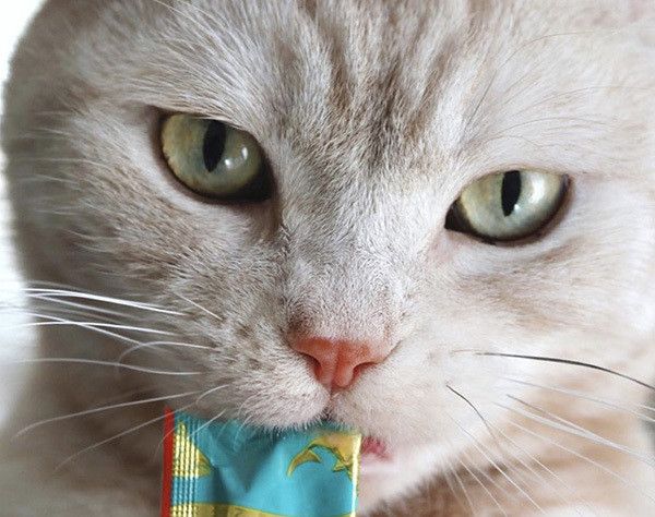 ちゅ〜るを食べる猫