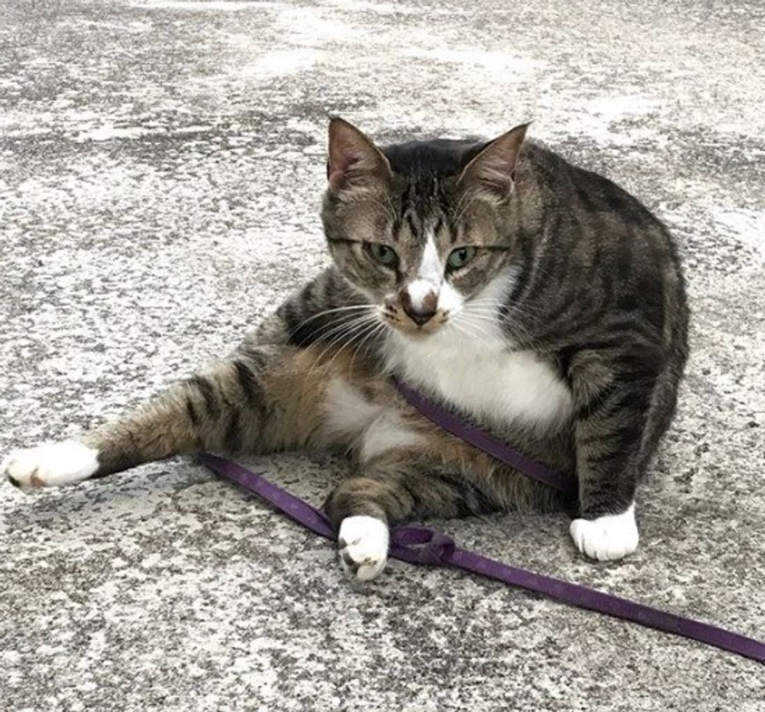 オモシロ可愛い 知ればしるほど好きになる 愛すべき猫の スコ座り ねこのきもちweb Magazine オモシロ可愛い 知ればしるほど好きになる 愛すべき猫の スコ座り ねこのきもちweb Magazine