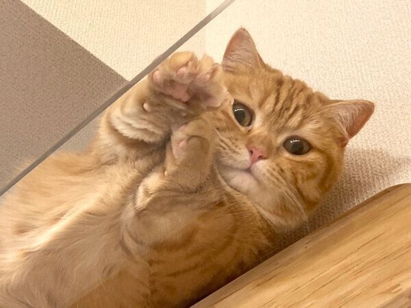 くつろぐぷてぃこちゃん