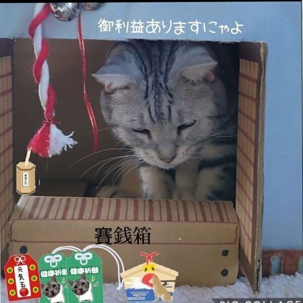 神主になった猫