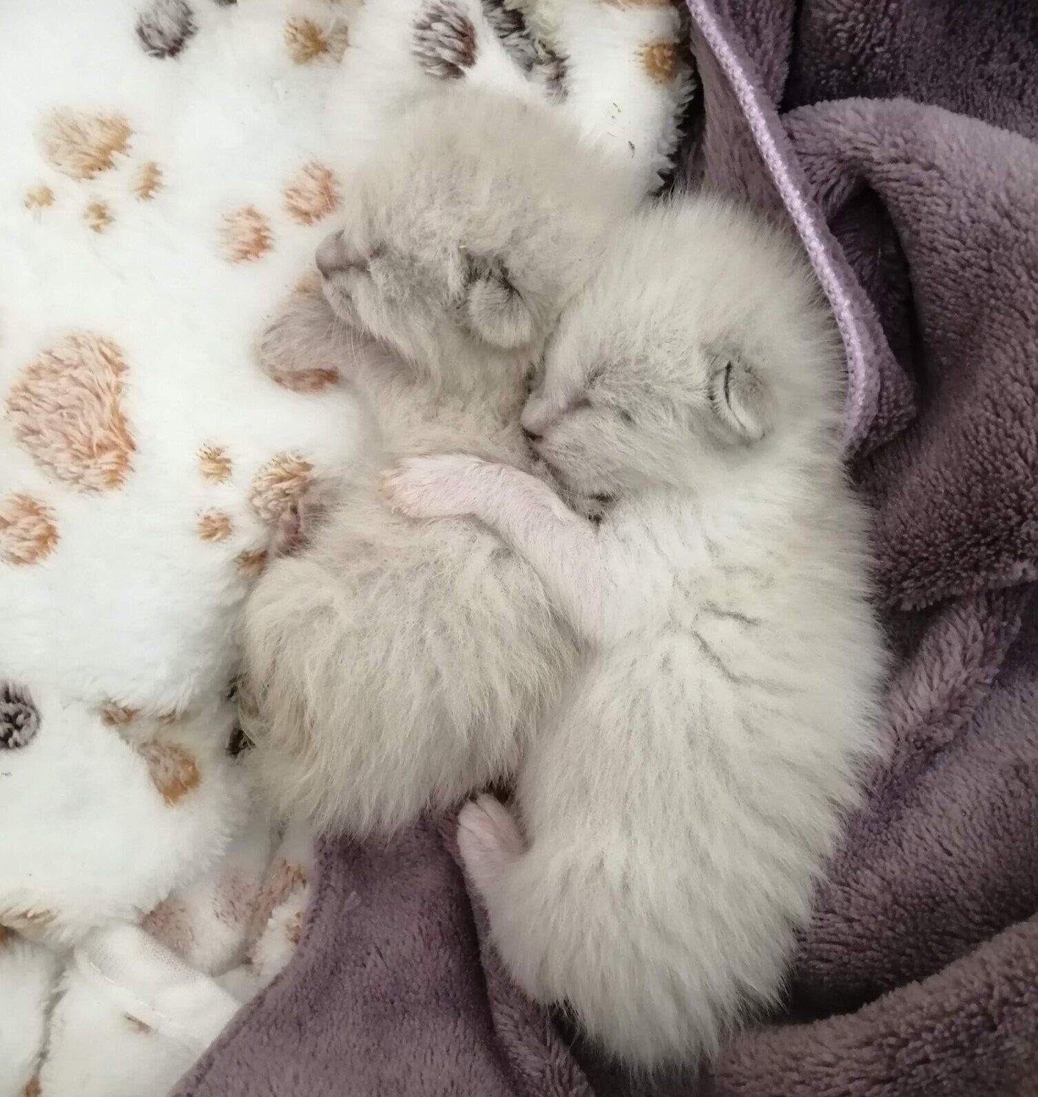 生後1週齢ごろのミュウちゃん、ココちゃん