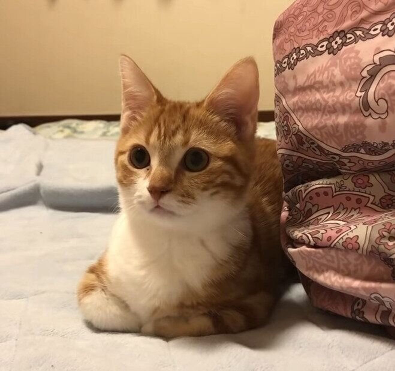 何かが見えている子猫 パパさんが お化けいるの と聞いてみると まさかの ねこのきもちweb Magazine 何かが見えている子猫 パパさんが お化けいるの と聞いてみると まさかの ねこのきもちweb Magazine