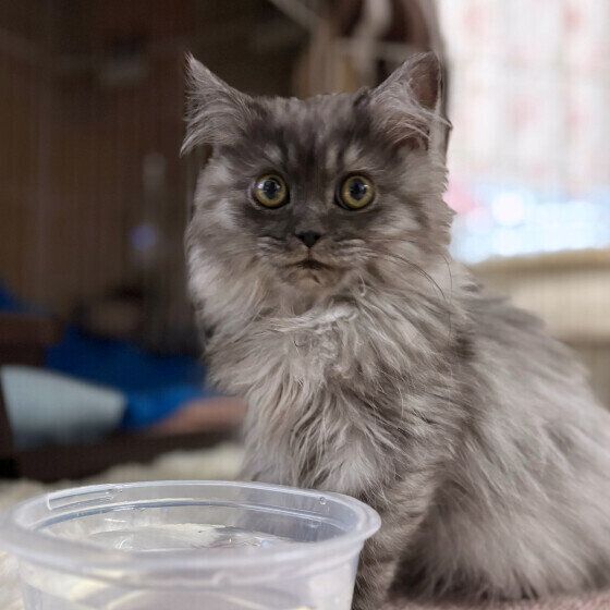 タッパーで水を飲むサイベリアン