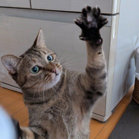 MIXのはるちゃん
