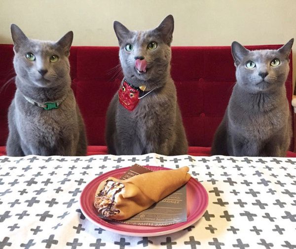 目力がシンクロする猫