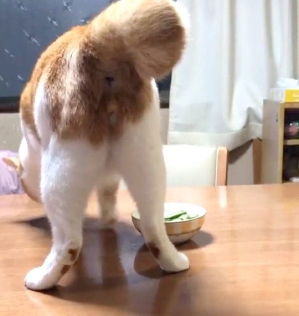 きゅうりに砂をかける猫