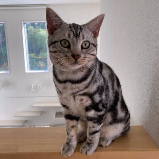 見つめるアメリカンショートヘア