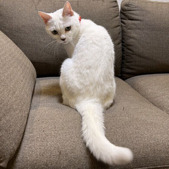 MIX白のシフォンちゃん