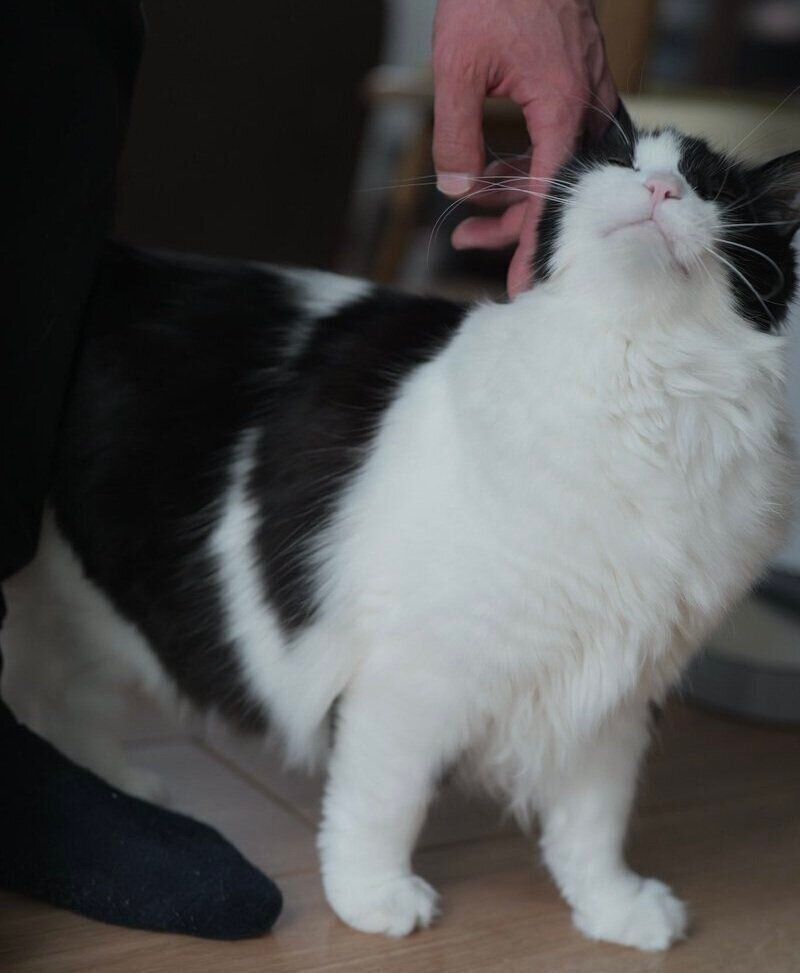 スリスリするナミちゃん