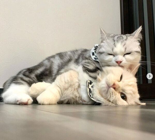 仲良しなつなちゃん、まよくん