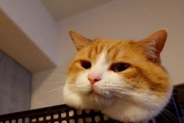 くつろぐおちゃまるくん