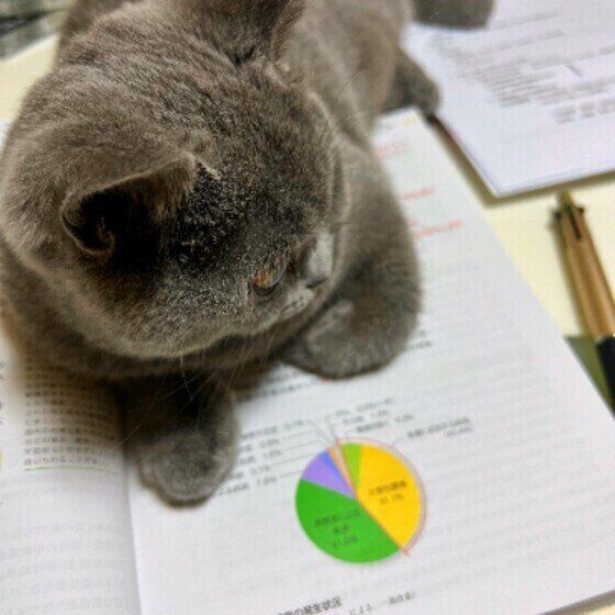 ブリティッシュショートヘアのムーンちゃん♪