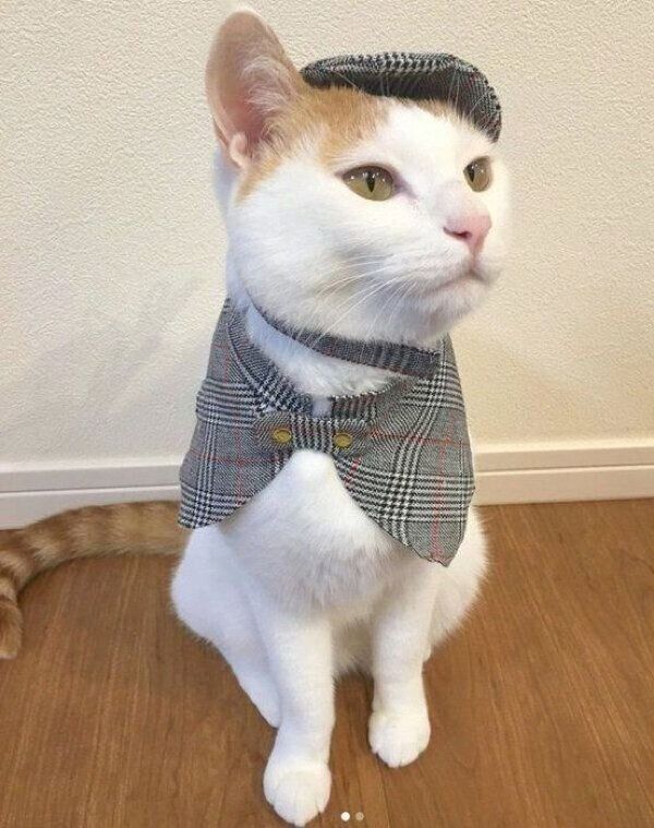 シャーロック・ホームズ風のむぎちゃん