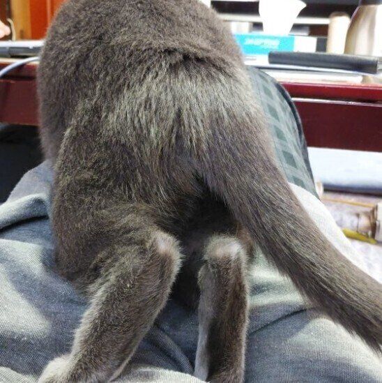 おしりを見せるロシアンブルー