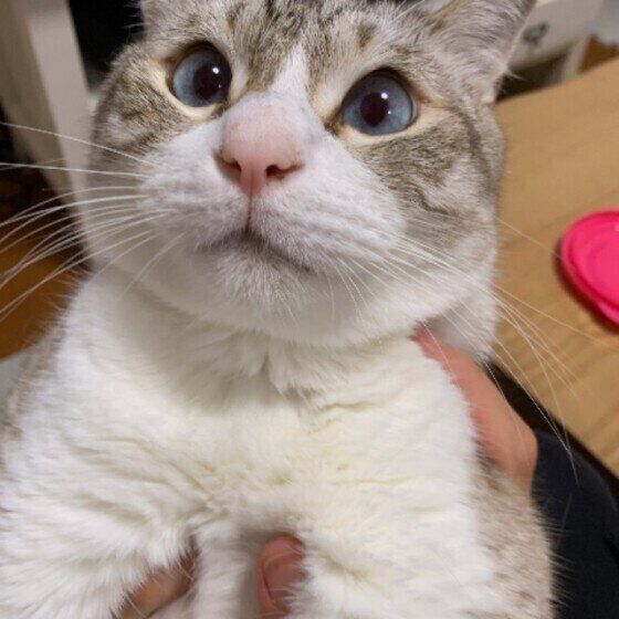 抱っこされる猫