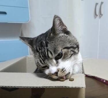 ねこ　リキちゃん