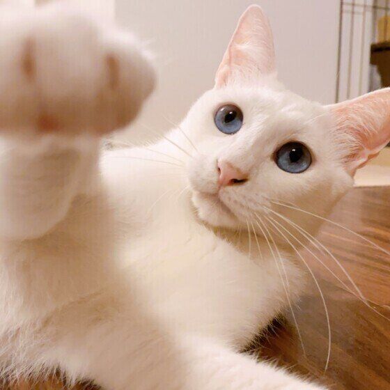 そらまめちゃんの猫パンチ