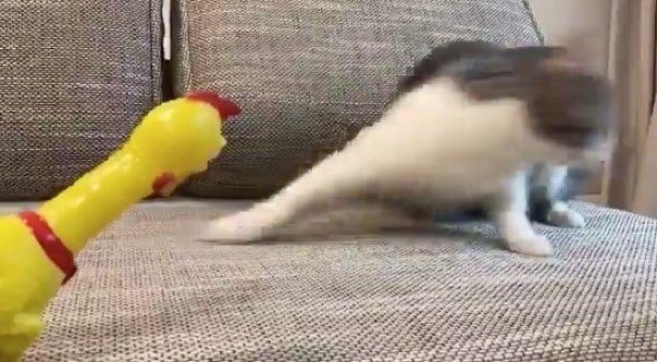 びっくりチキンに驚いて逃げてしまうクロエちゃん