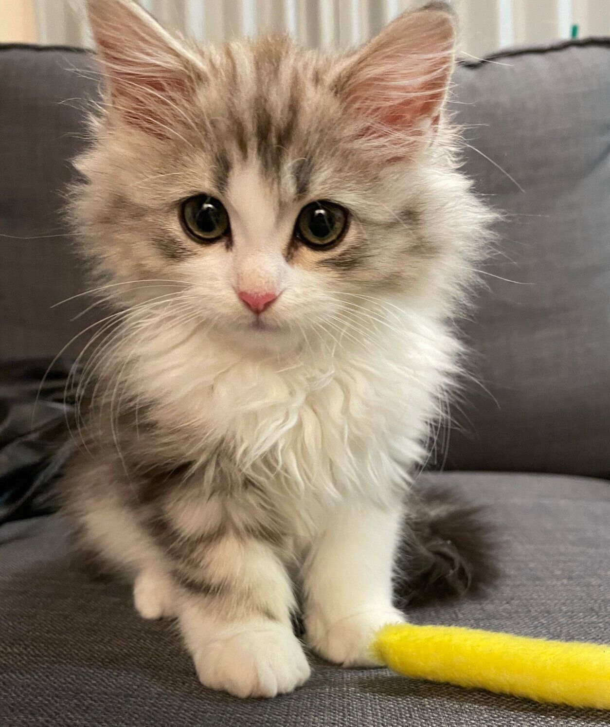 家族に迎えて3日目のふゆくん