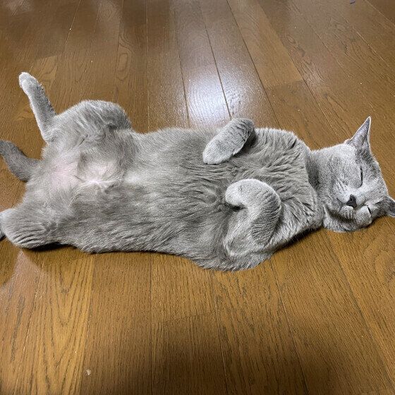 ロシアンブルーのれんちゃん