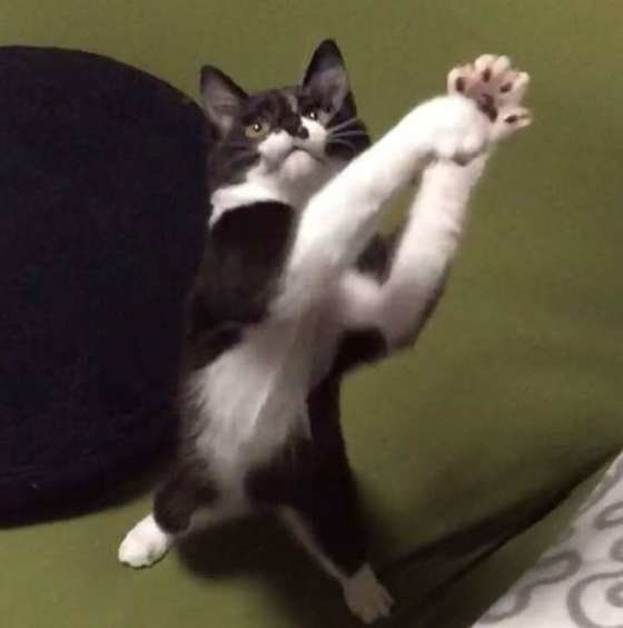 ピッチャーみたいなナナちゃん