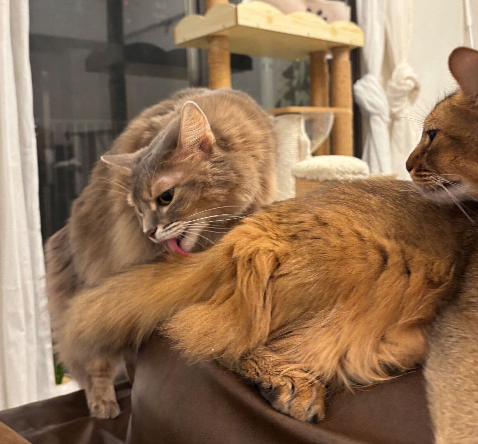 ハナちゃんに毛づくろいしてもらうコンタくん