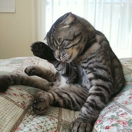 毛づくろいするスコティッシュフォールド