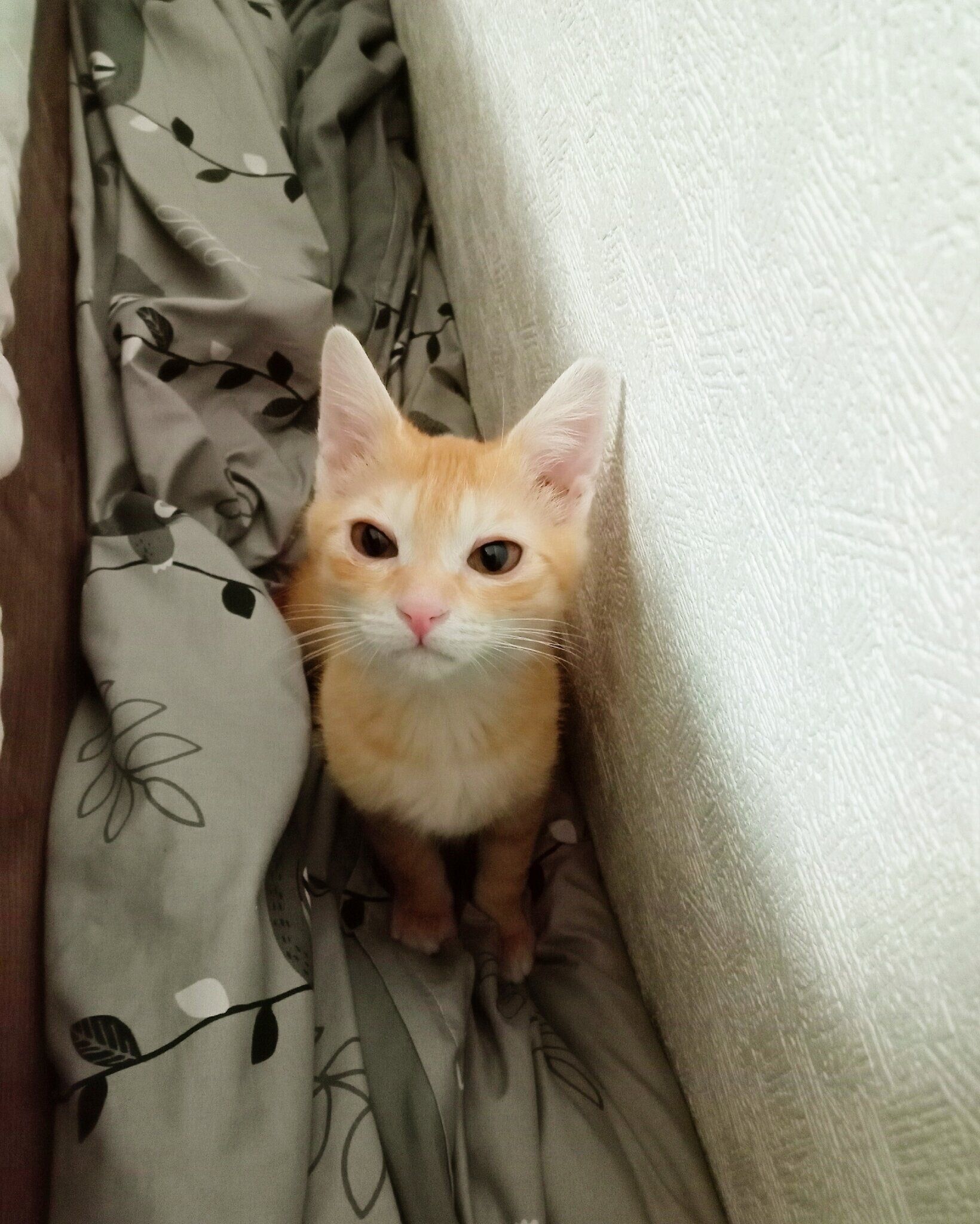 かわいらしい表情で飼い主さんを見つめる茶茶丸くん