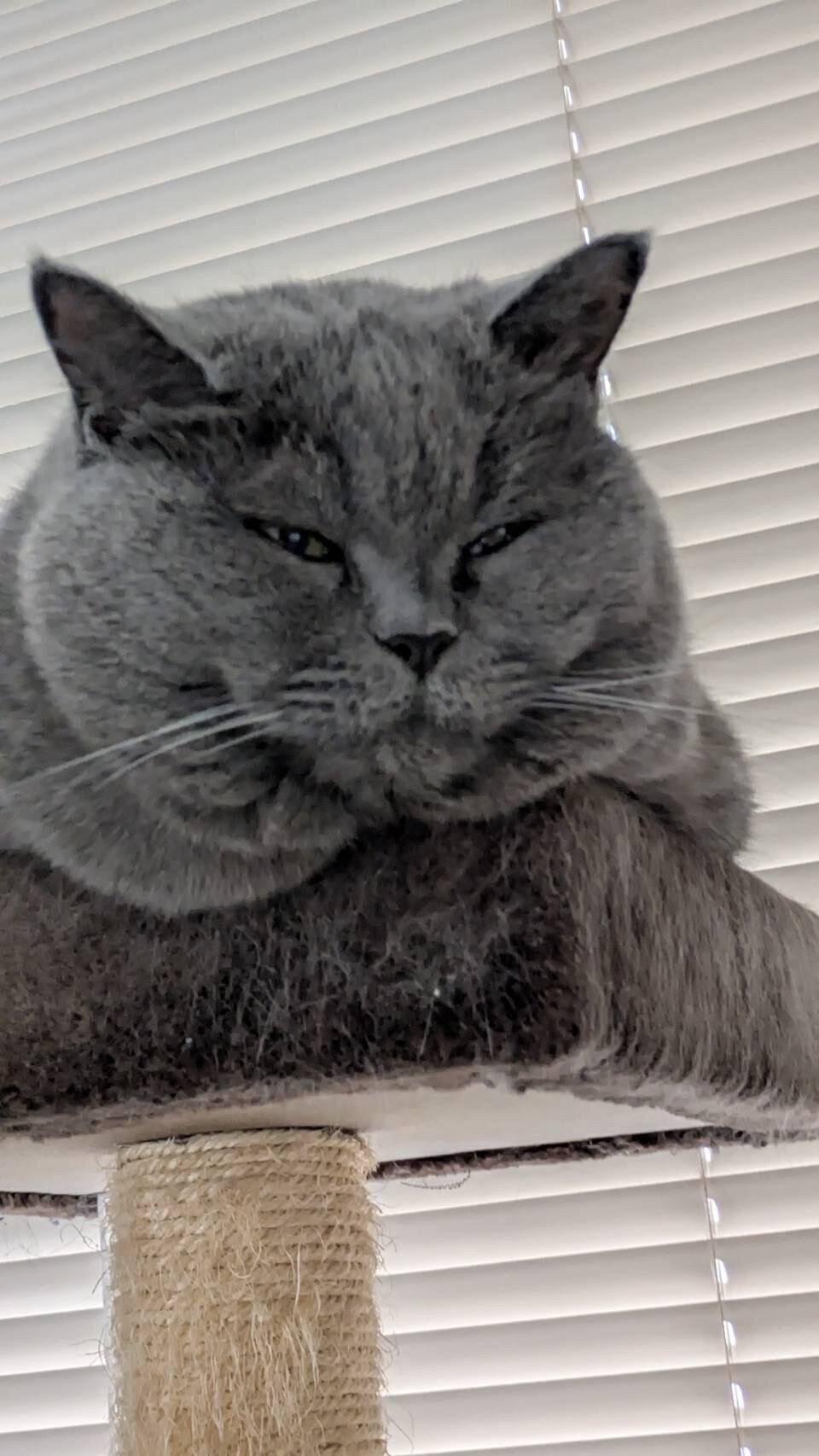 キャットタワーでくつろぐブリティッシュショートヘア