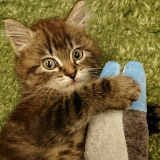 けりぐるみで遊ぶサイベリアン