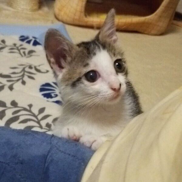飼い主さんに甘えるすてらちゃん
