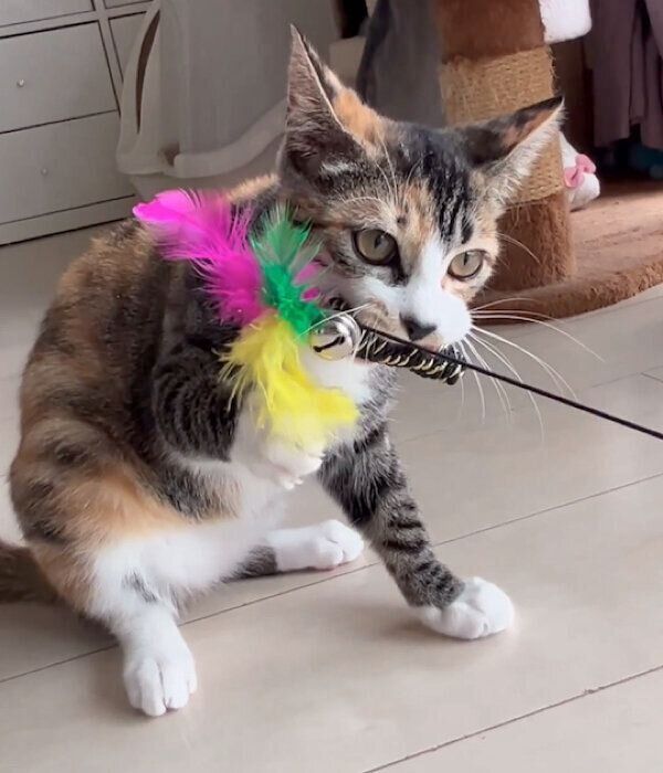 猫じゃらしで遊ぶみつちゃん