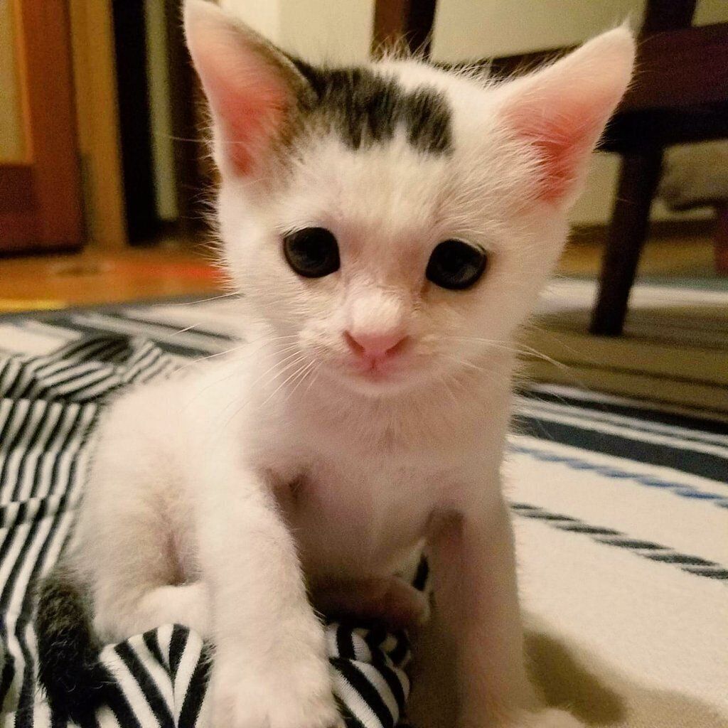 子猫時代の豆大福くん