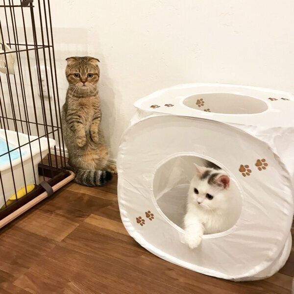 たぬ吉くんとゆきおくん