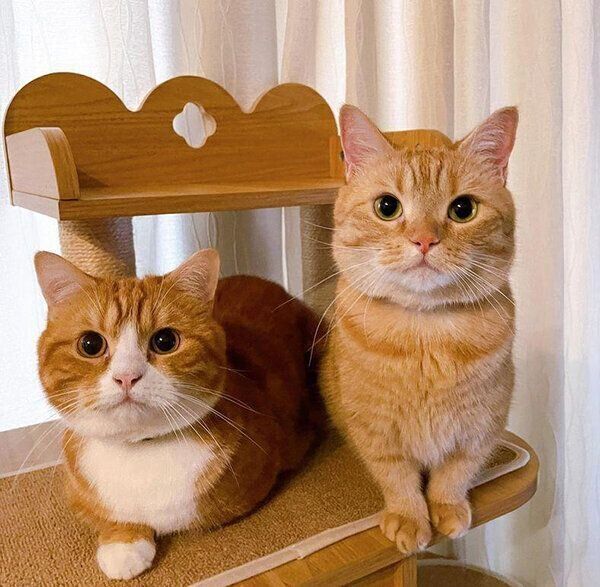 弟猫・凪（なぎ）くん、むぎちゃん