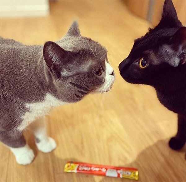 鼻チューする猫