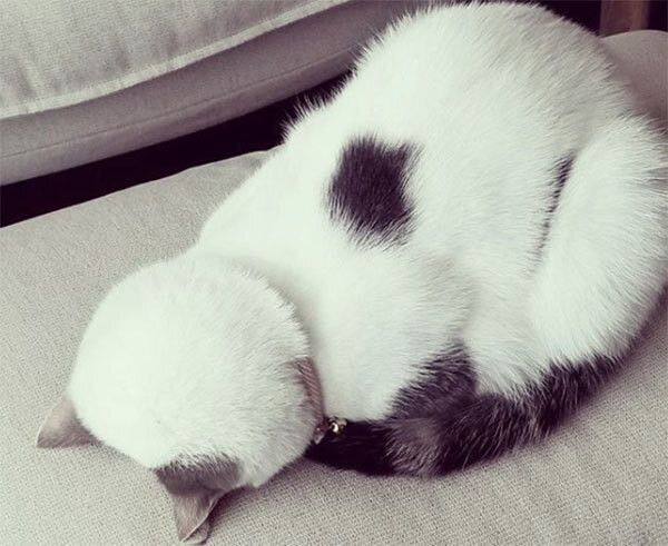 ごめん寝する猫