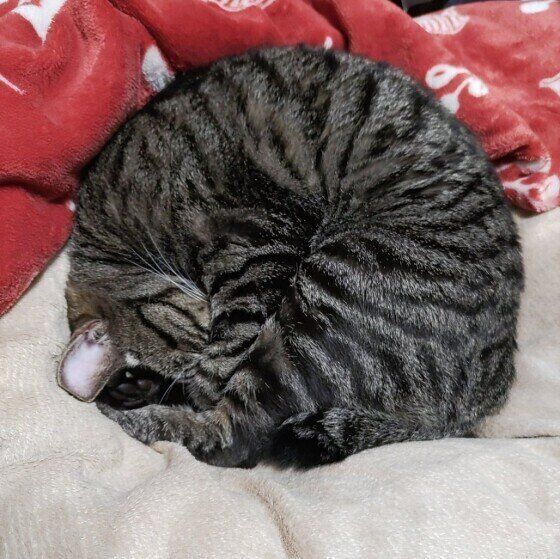 サバトラ猫のハロちゃん