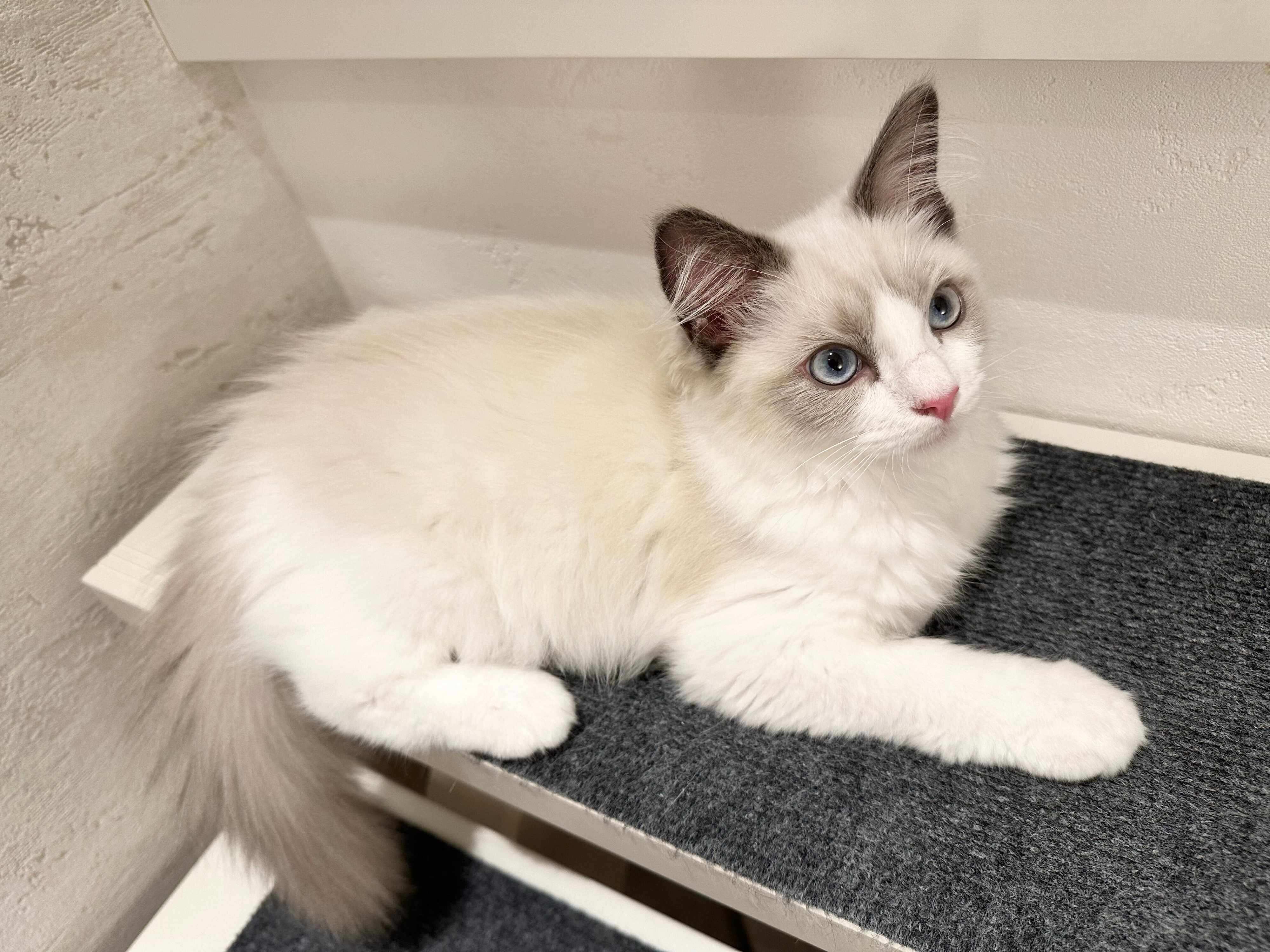 生後4カ月になったはんぺんくん