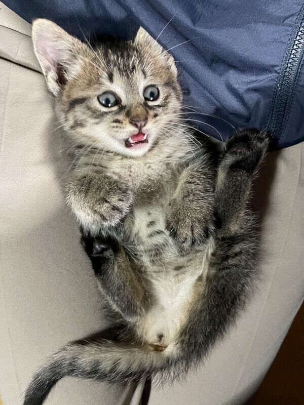 おなかを出すしま子