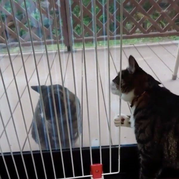 野良猫に話しかけるアオちゃん