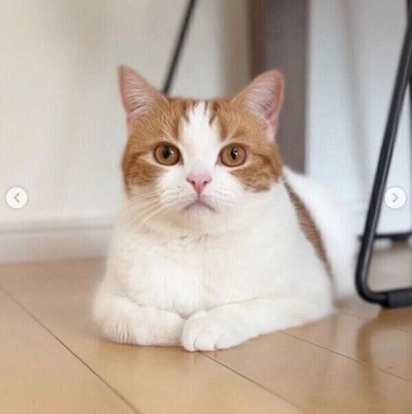 まったりするはなちゃん