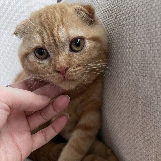 ゴロゴロおねだりするスコの天くん