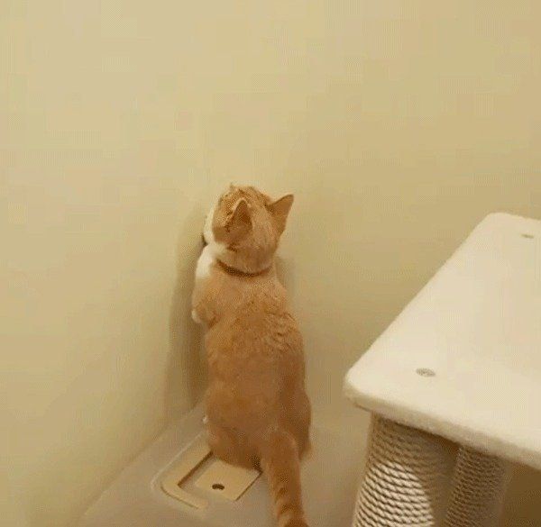 虫を見つめるマンチカン