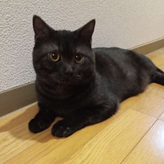 飼い主さんに甘える猫