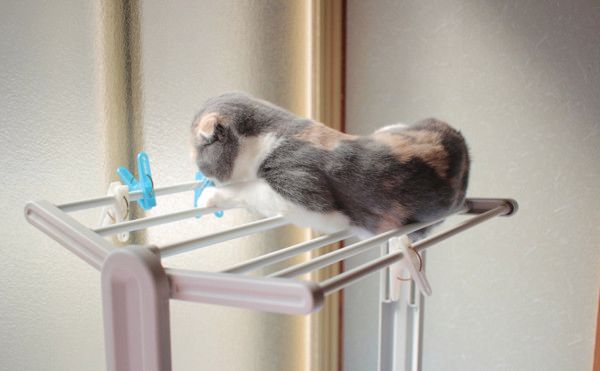 バランス感覚がすごい猫