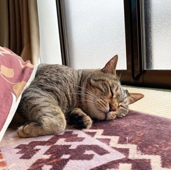 まったりするこんぶちゃん